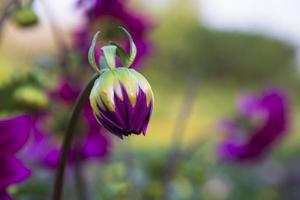 skön rosa dahlia blomma knopp med en suddigt bakgrund i de trädgård träd foto