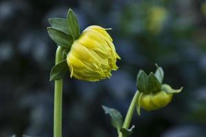 skön gul dahlia blomma knopp med en suddigt bakgrund i de trädgård träd foto