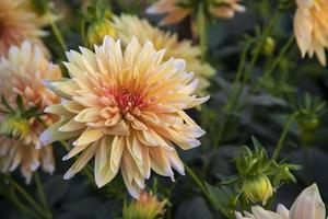 skön blomning färgrik dahlia blomma i de trädgård träd foto