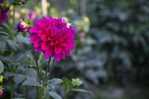 skön blomning rosa dahlia blomma i de trädgård träd foto