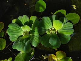 vatten sallad, vatten- växt på en klar vatten. natur miljö bakgrund bild. grönska på vatten damm. utomhus- sommar tid foto