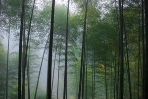 bambu skog i dimma efter regn foto