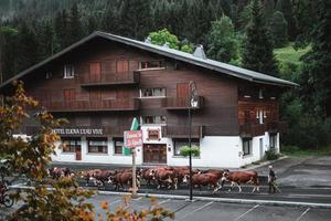 jordbrukare gående deras kor på de väg i en små by i de alps foto