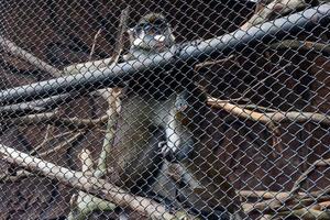 selektiv fokus av blå apor vem är amning deras ungar i deras burar. foto
