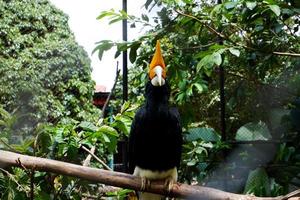 selektiv fokus av noshörning hornbills uppflugen på träd. foto