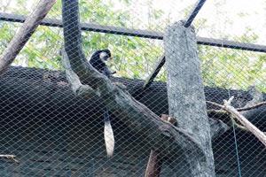 selektiv fokus av colobus apor dinglande i en träd. foto