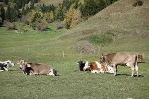 vandring i de schweiziska alperna foto