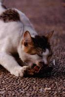 fluffig pott ser söt ung lång hår kalikå eller torbie katt utomhus- skjuta foto