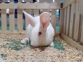 vit panon, ung vit kanin, kanin, förvaring kaniner foto