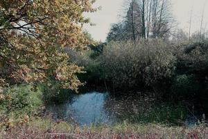 landskap av en skog sjö mot de bakgrund av höst träd. foto