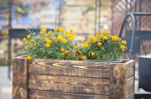 orange ringblommor i trä- lådor. stad blommor. foto