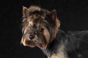 yorkshire terrier i de studio på en svart bakgrund. foto