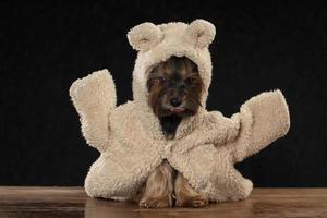 munkorg yorkshire terrier i skön kläder. glamour modern hund i en päls täcka och hatt. foto