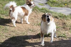 en gata ouppfostrad hund skäller på de kamera. foto