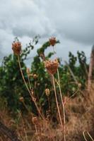 daucus carota, vanligen känd som vild morot foto