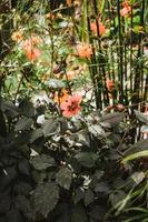 dahlia "måneld" är en dahlia cultivar med mycket mörk, nästan svart löv foto