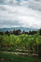 bergen Bakom en vinranka i Frankrike foto