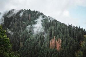 majestätisk bergen i de alps täckt med träd och moln foto