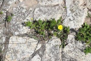 grön växter och blommor växa på stenar. foto