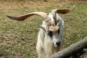 de berg get liv i en Zoo i israel. foto