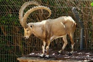 de berg get liv i en Zoo i israel. foto