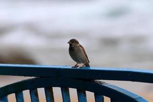 fåglar i en barns stad parkera på de havsstrand i israel. foto