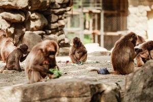 grupp av apor sitta på en sten och äter grönsaker i deras naturlig livsmiljö. djur- vilda djur och växter foto