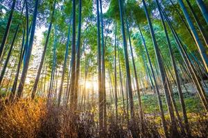 vacker bambuskog vid arashiyama, kyoto, japan foto