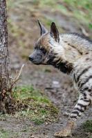 arab randig hyena foto