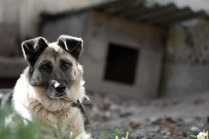 en ensam och ledsen vakt hund på en kedja nära en hund hus utomhus. foto