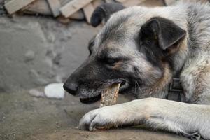 en ensam och ledsen vakt hund på en kedja nära en hund hus utomhus. foto