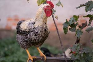 skön kycklingar och tuppar utomhus i de gård. foto