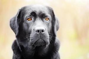 porträtt av en svart labrador retriever. de ung hund är ett år gammal. foto