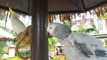 en grå papegoja stående i dess bur på en turist fläck med svavelkrig kakadua i bakgrund foto