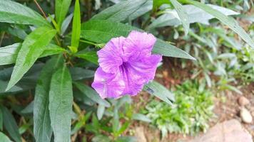 stänga upp av lila mexikansk petunior blomma eller ruellia simplex på tropisk trädgård foto