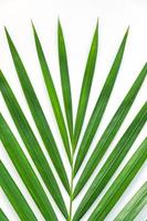 palmblad isolerad på vit bakgrund