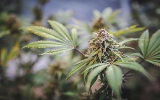 cannabis knopp, marijuana växter, ett upp stänga se av en ung inomhus- blommande Rättslig medicinsk marijuana cannabis knopp. foto