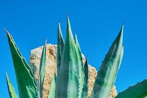 agave löv mot ljus blå himmel och sandsten stenar, vår naturlig bakgrund aning. foto