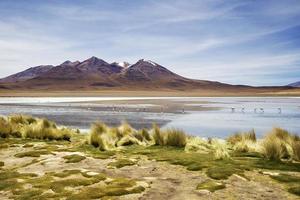 laguna colorada i bolivia foto