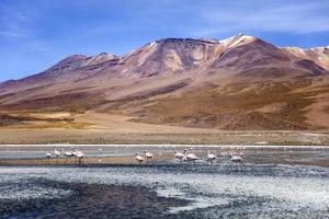 laguna colorada i bolivia foto