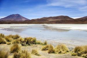 laguna hedionda i bolivia foto