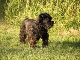 svart schnauzer hund står i gräset foto