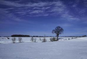 rad av träd i ett snöigt fält med molnig blå himmel foto