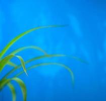 grön ny botanik isolerad förgrund med oskärpa blå grunge bakgrund foto