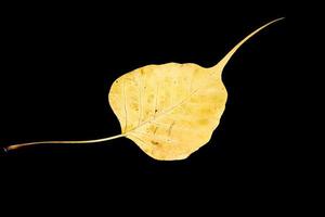 skadad gul bodhi bladven på svart bakgrund foto