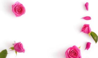 rosa reste sig och kronblad på vit bakgrund foto