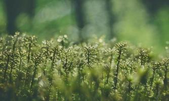 grön natur bakgrund foto