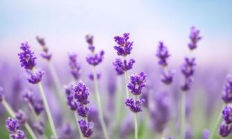 lavendel- fält i område foto