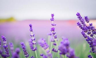 lavendel- fält i område foto