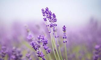 lavendel- fält i område foto